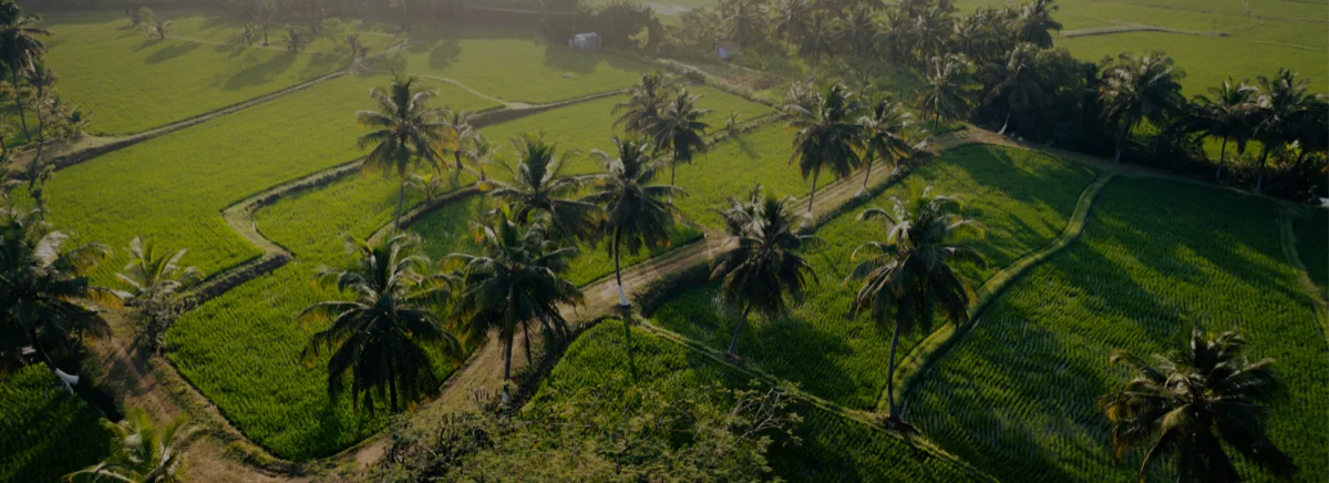 Aerial view of paddy fields and coconut palms in the Kerala countryside around the hospital